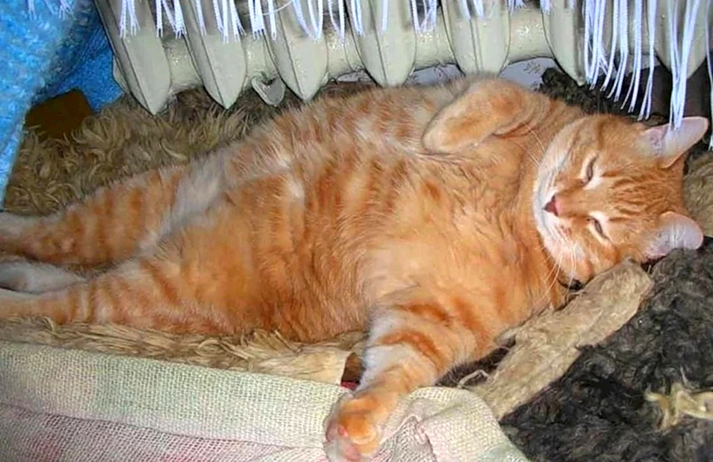 Fette Katze ist voll