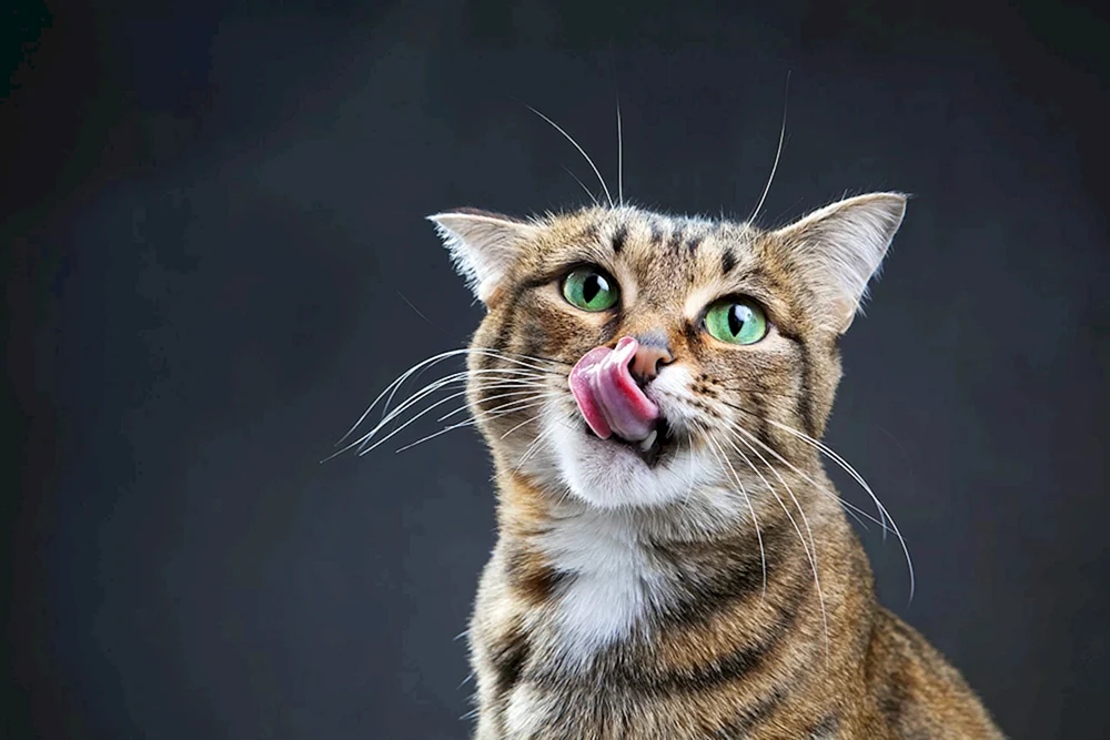 Katze leckend