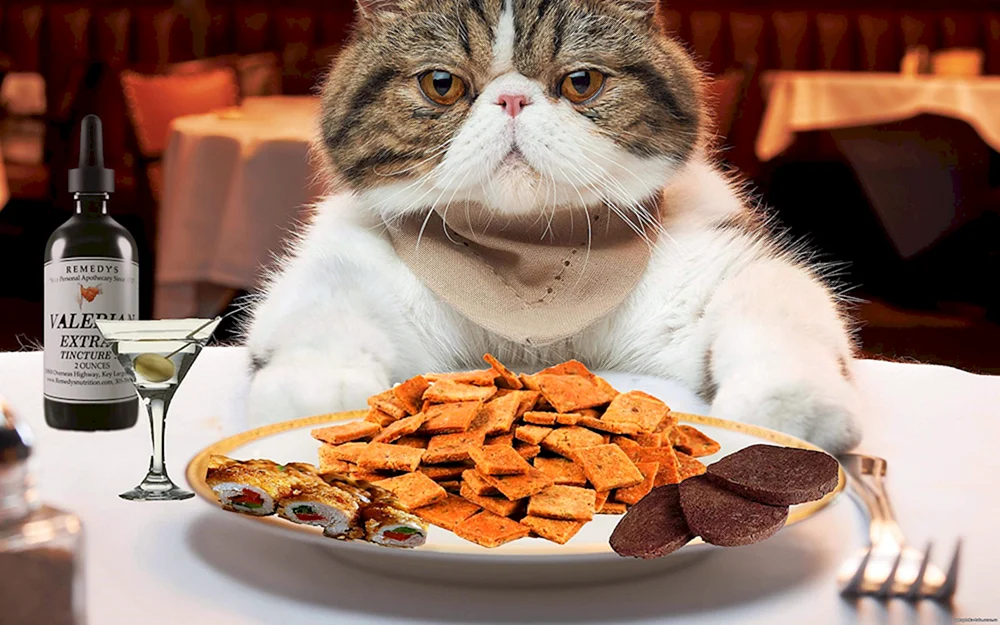 Eine freche Katze