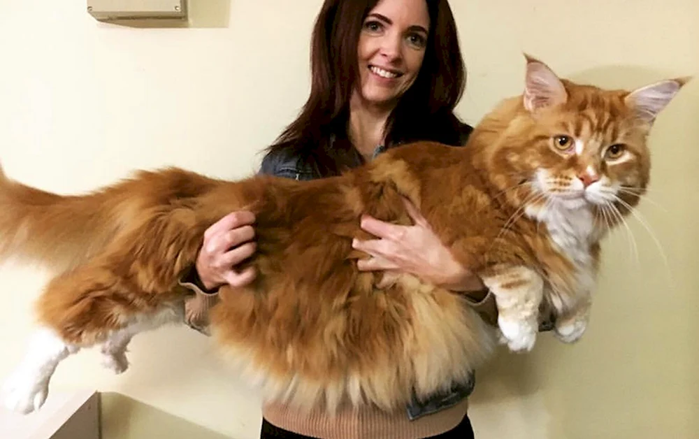 Omar der Maine Coon Kater