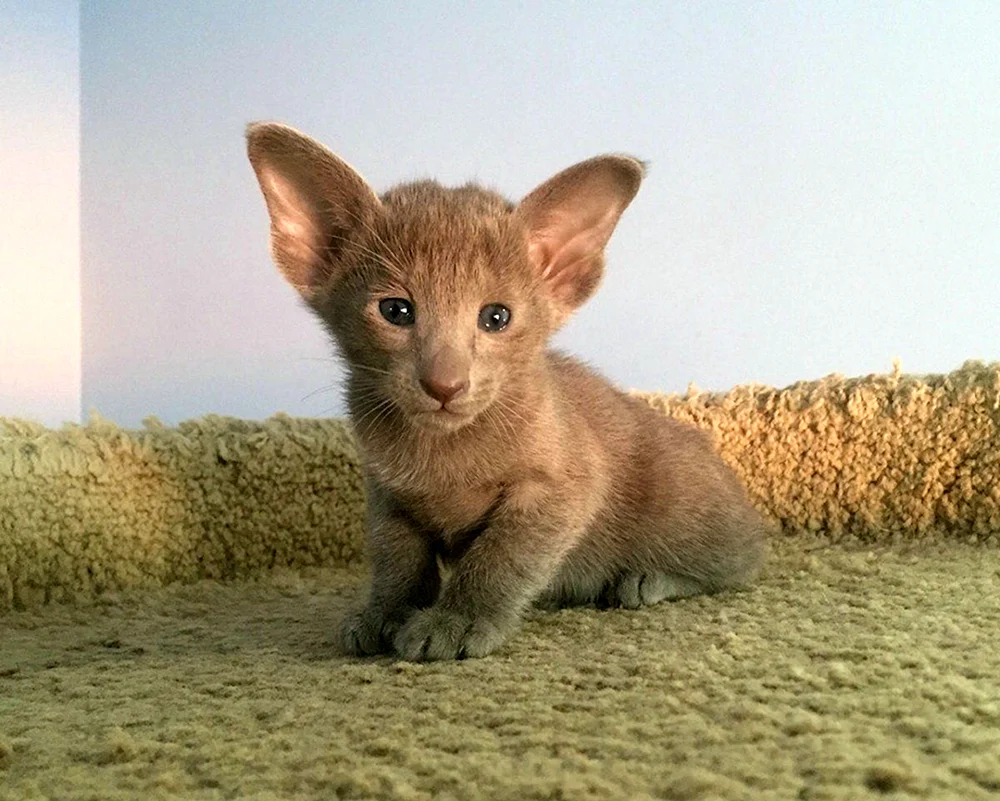 Forentailkatze