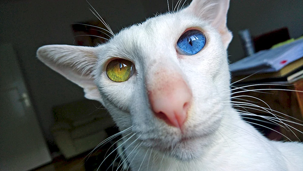 Georgische Katzenrasse Orientalisch