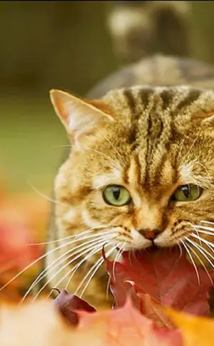 Herbstkatze