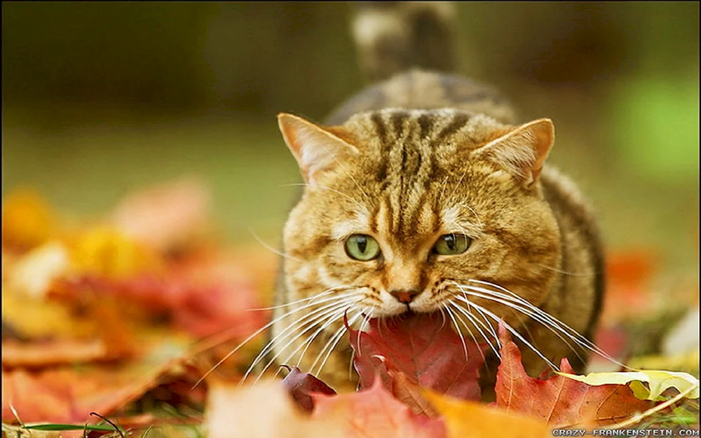 Herbstkatze
