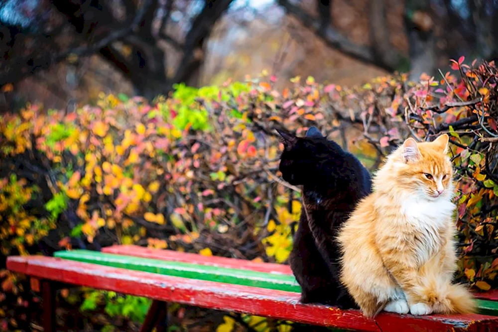 Katze Herbst