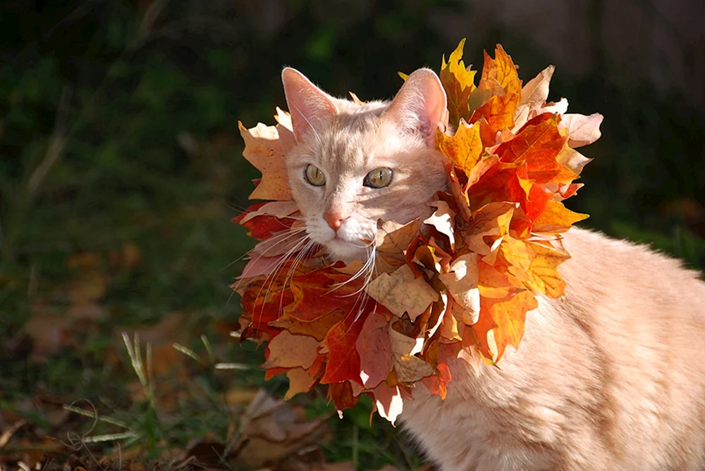 Herbstkatze