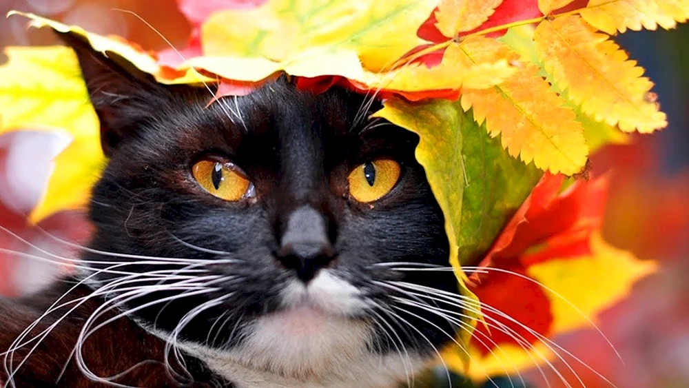 Herbstkatze