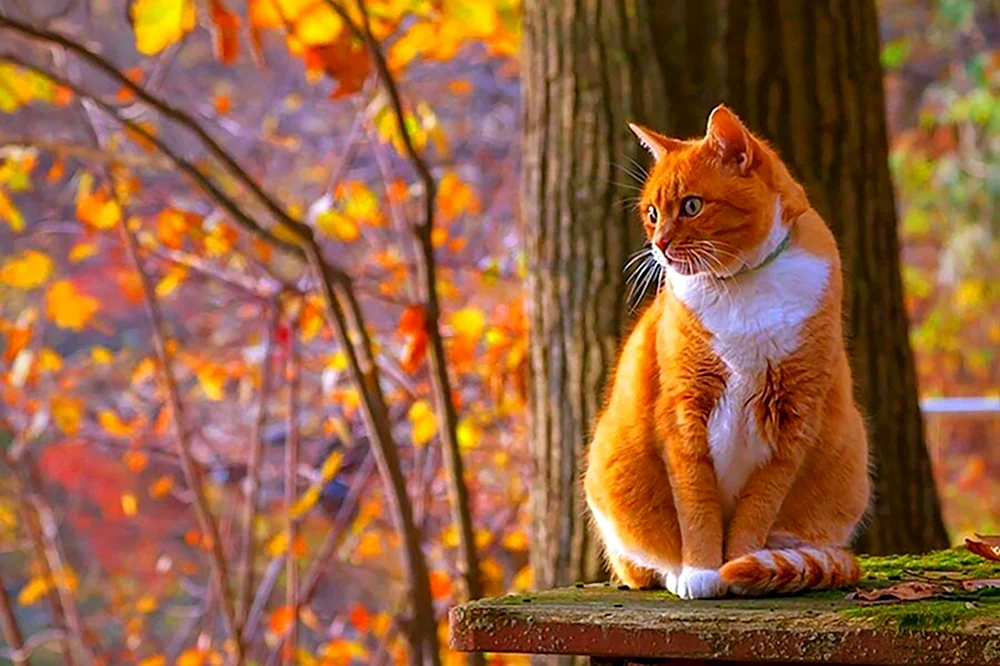 Herbstkatze