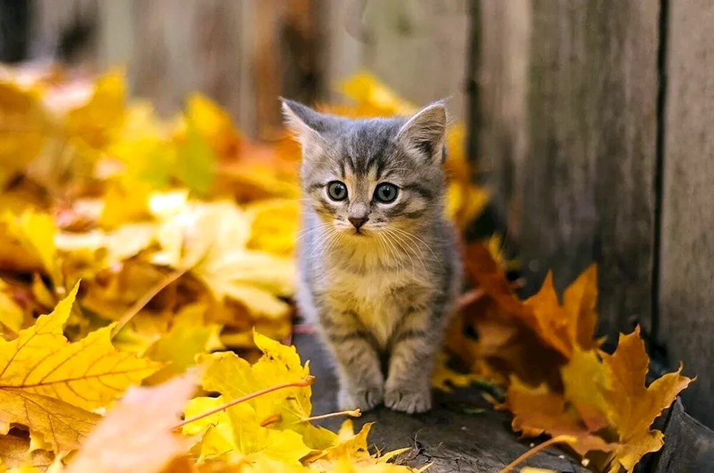 Herbstkatze