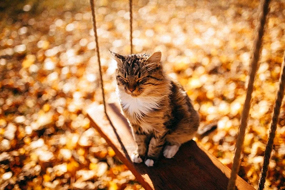 Herbstkatze