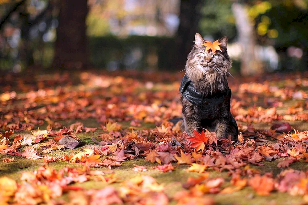 Herbstkatze
