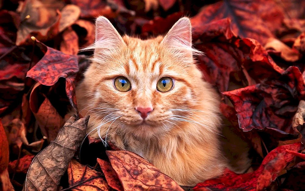 Herbstkatze