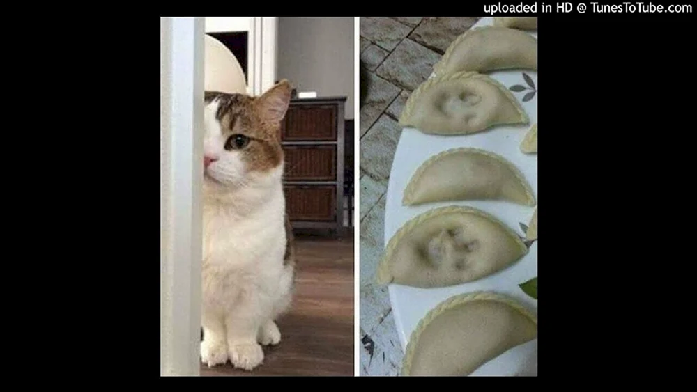 Katzengesang zum Weinen. Tränen