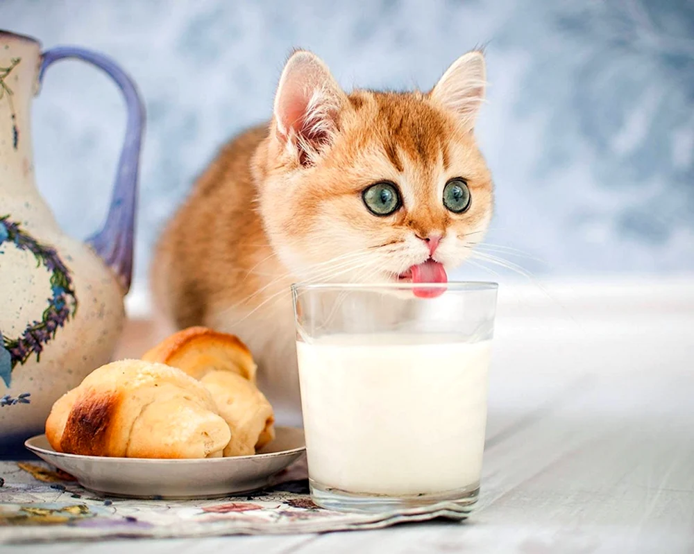 Kätzchen trinkt Milch