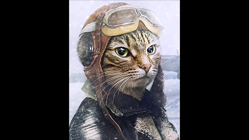 Katze mit Koffer