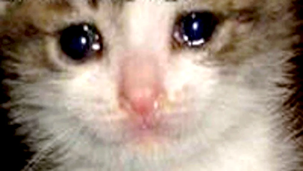 Katze weint mit Daumen