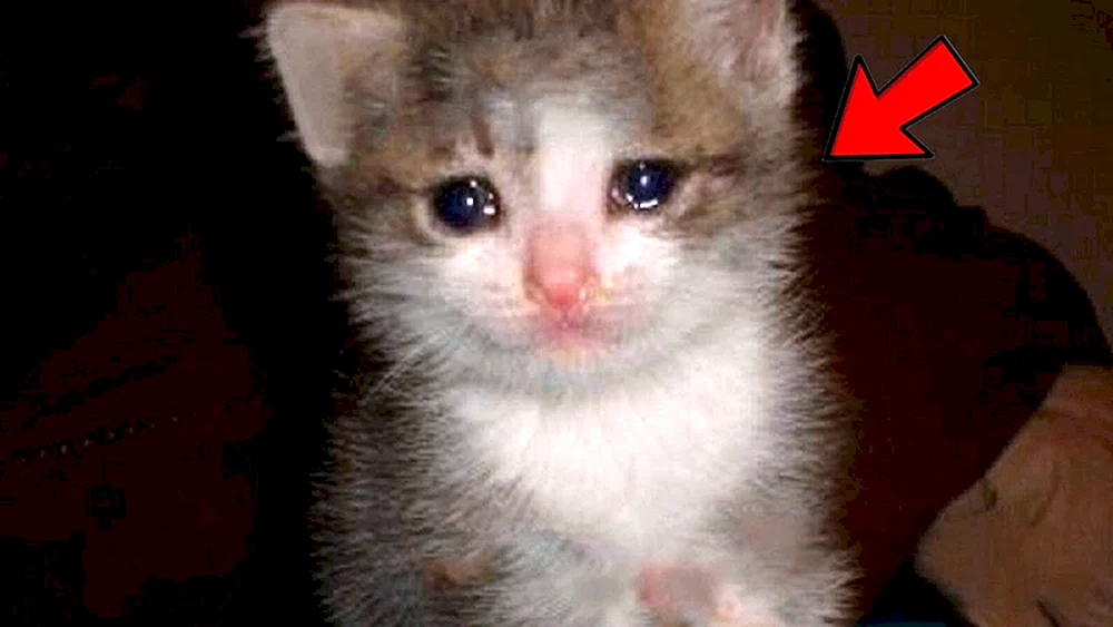 Katze weint mit Daumen