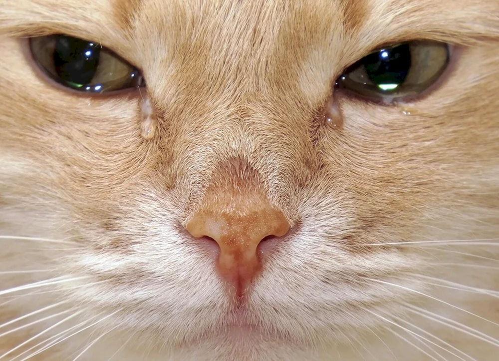 Katze zeigt Klasse