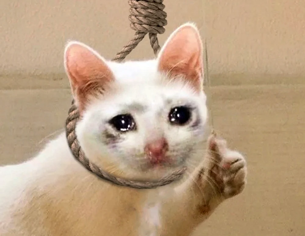 Katze weint Meme