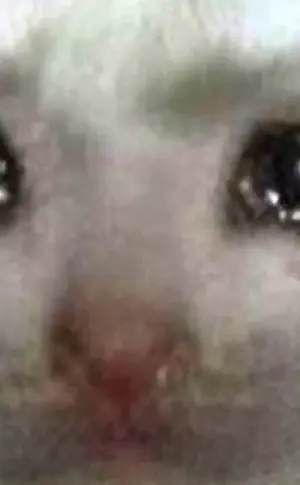 Katze weint Meme