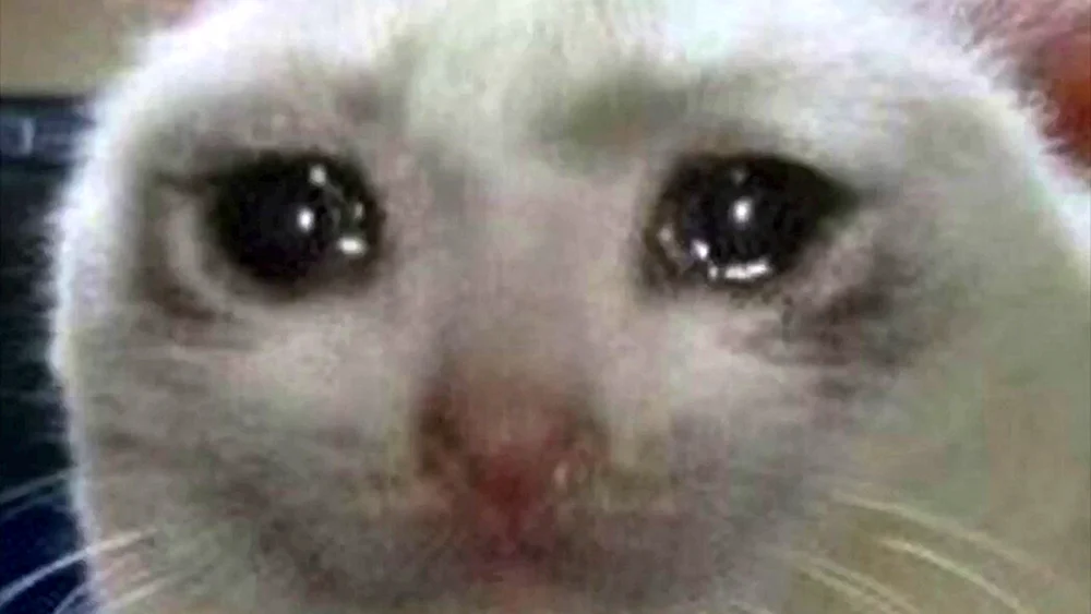 Katze weint Meme