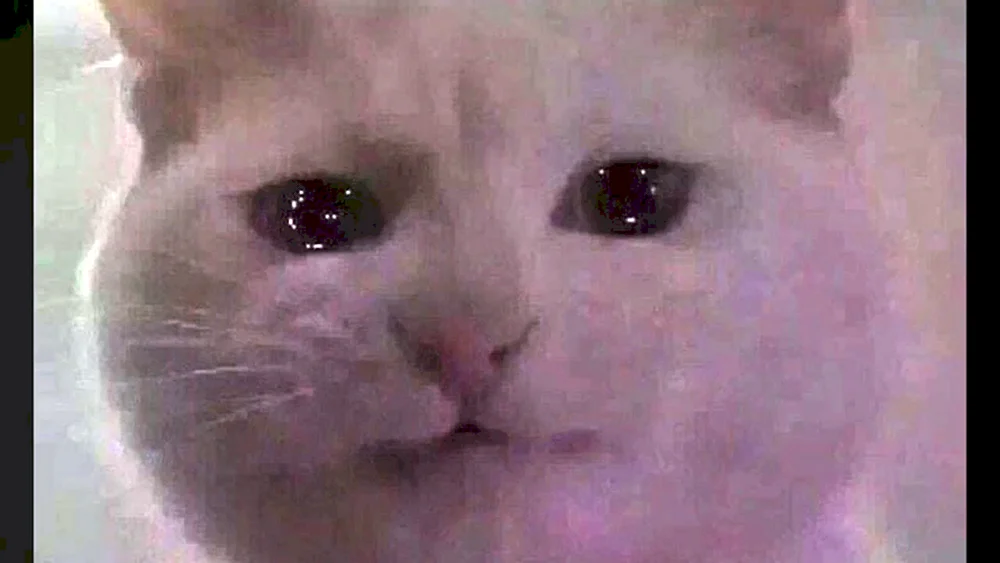 Katze weint