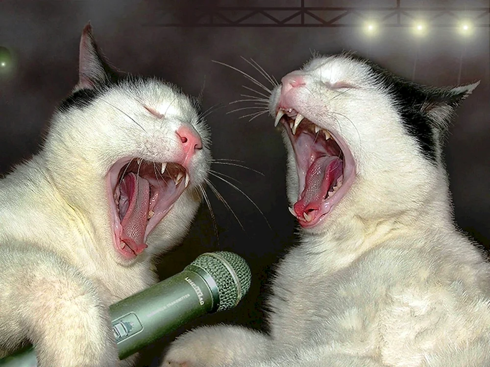 Katzengesang