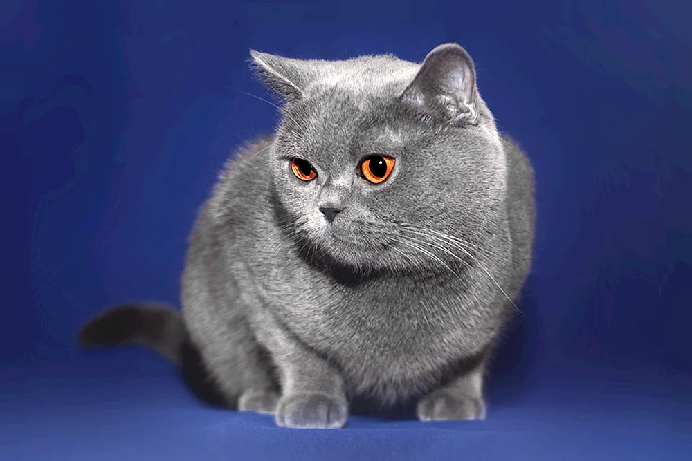 Katzenrasse Britische Katzenrasse