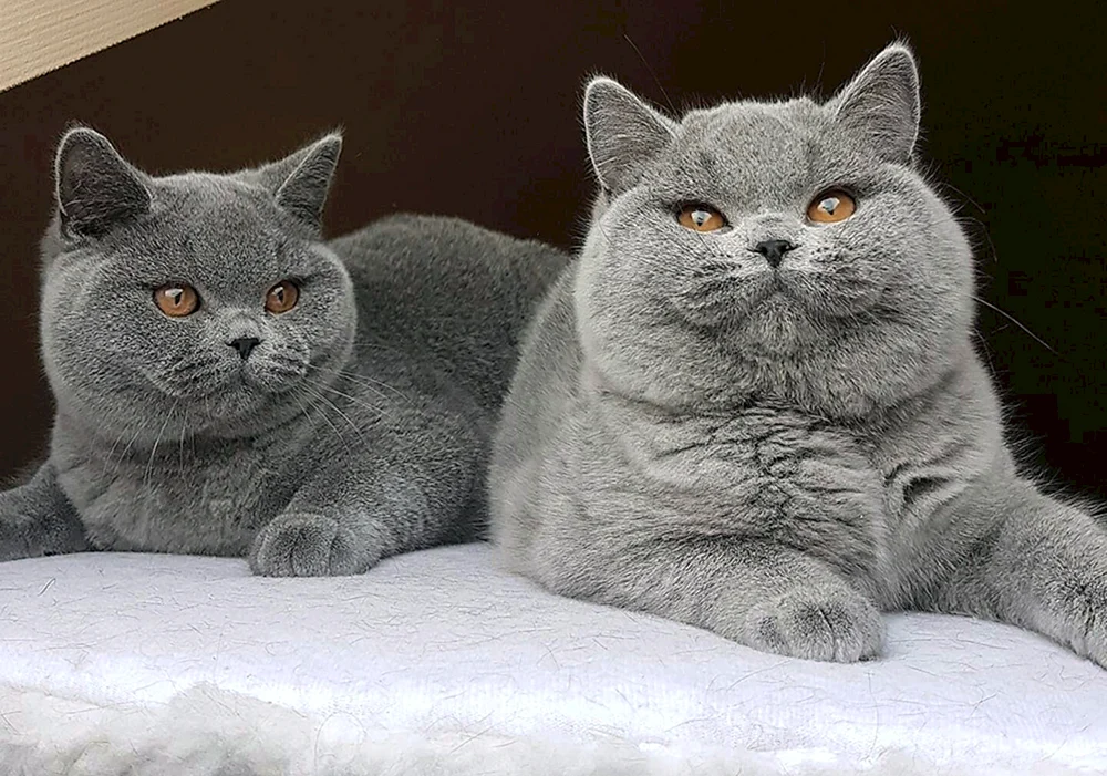 Britische Katzenrasse