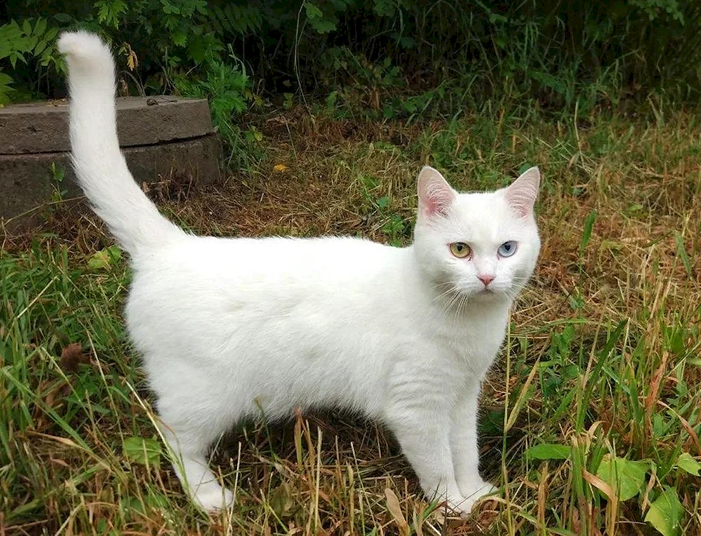 Amerikanische Ringelschwanzkatzenrasse