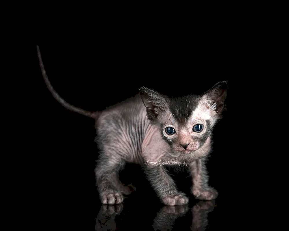 Likoi Katze Rasse