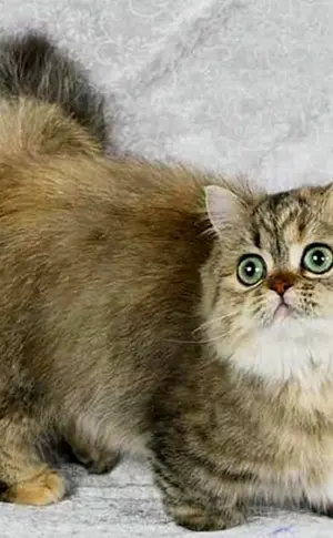 Munchkin Katze
