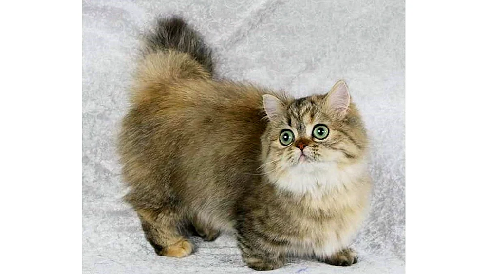 Munchkin Katze