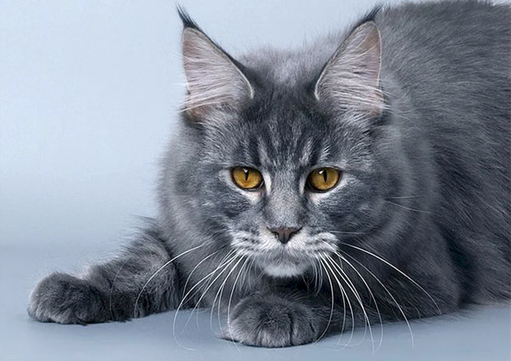 Maine Coon