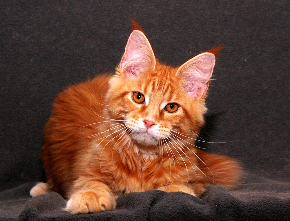 Maine Coon Katze ingwer