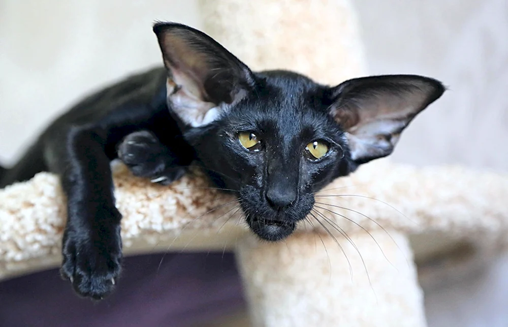 Orientalische Katze. Orientalische Katze