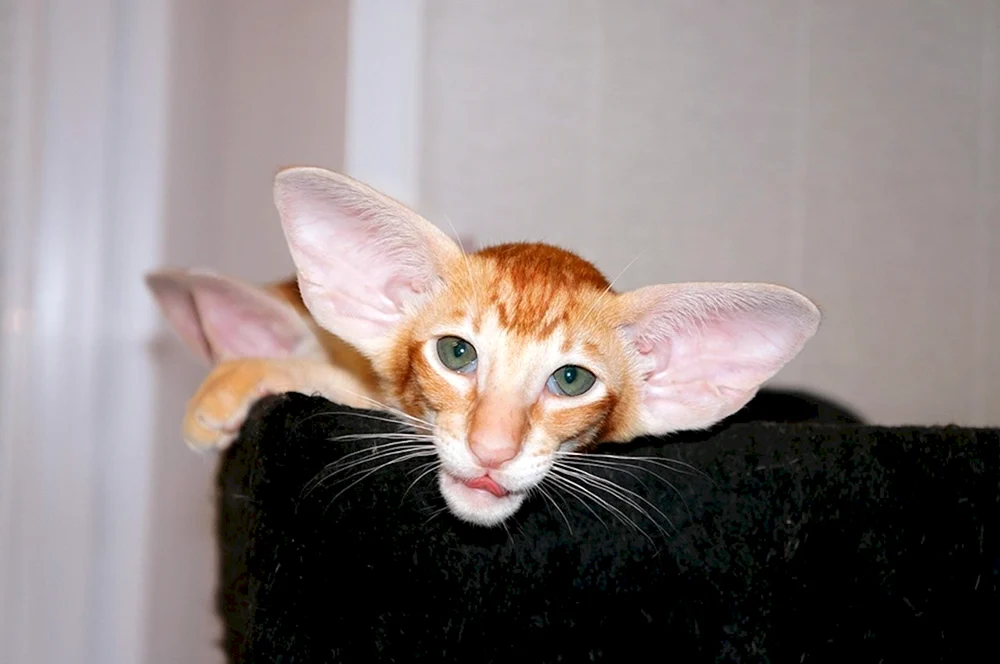 Orientalische Katze