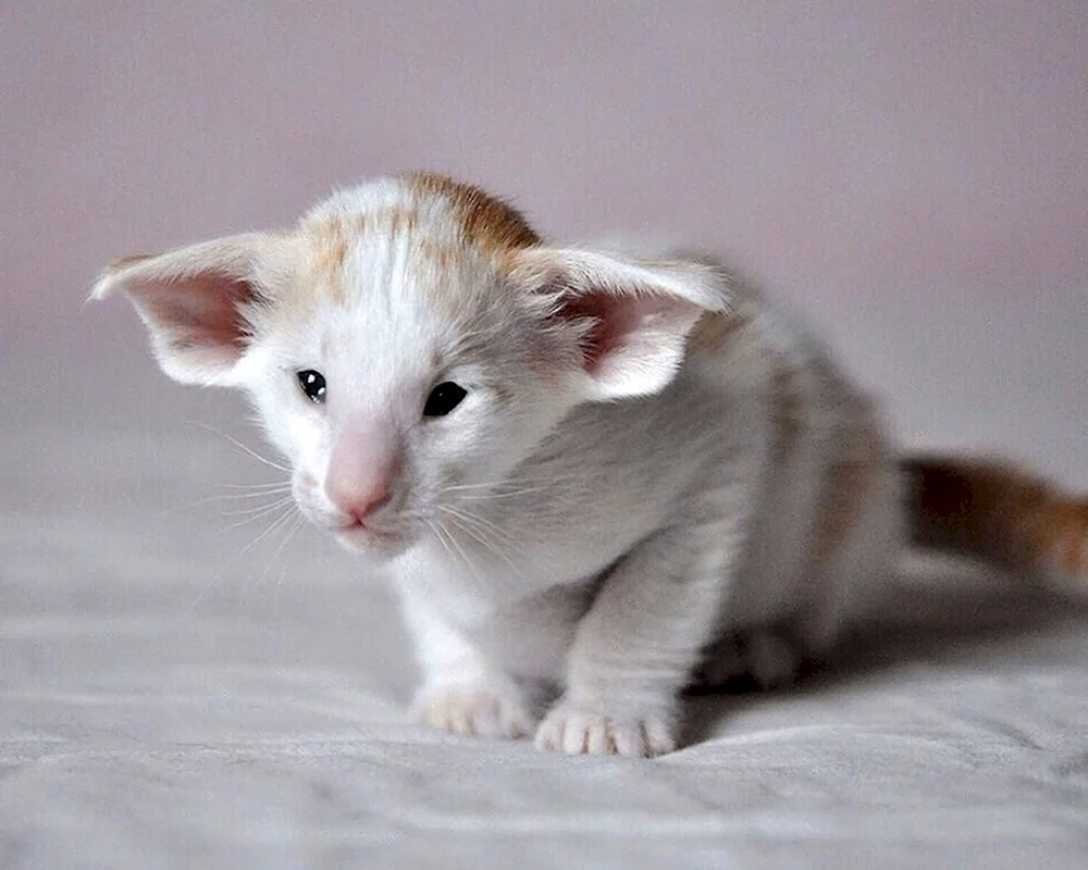 Siamische Orientalische Katze