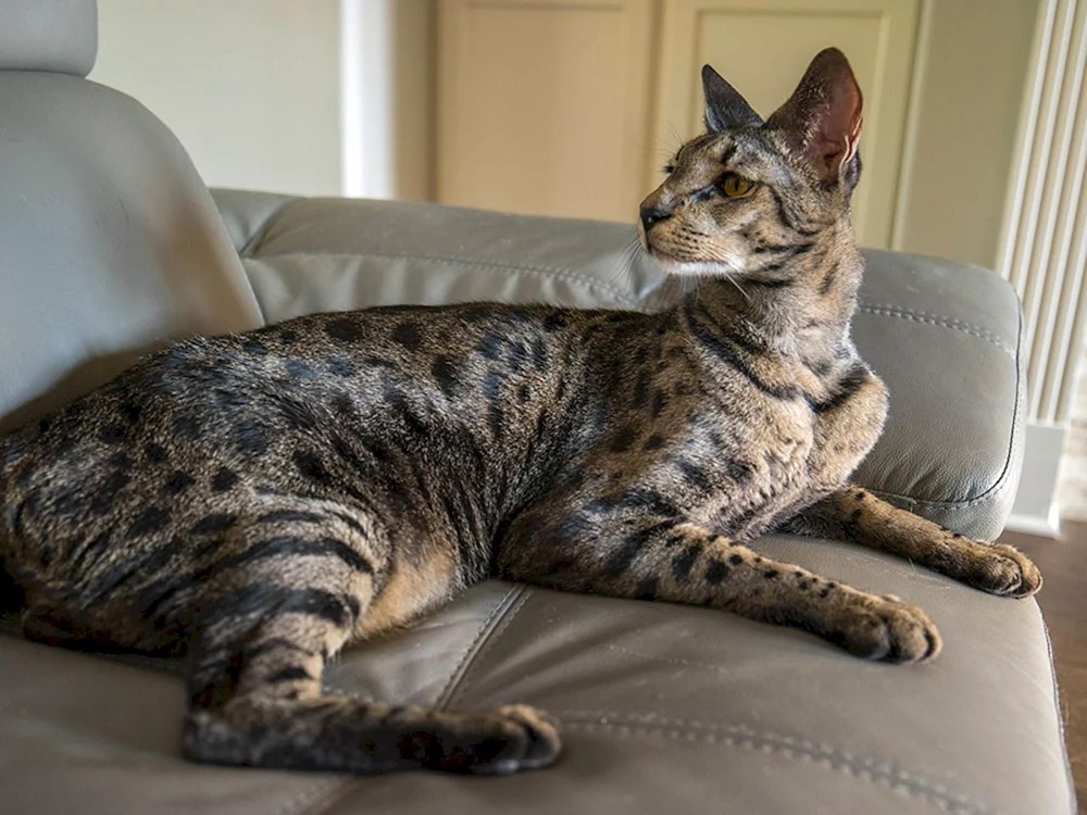 Maine Coon Asherah