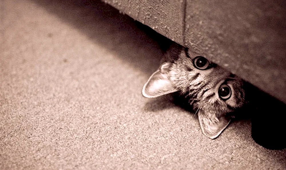 Katze versteckt