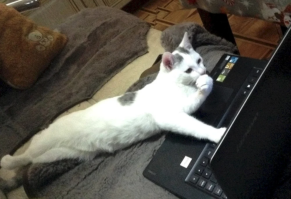 Katzenwitze