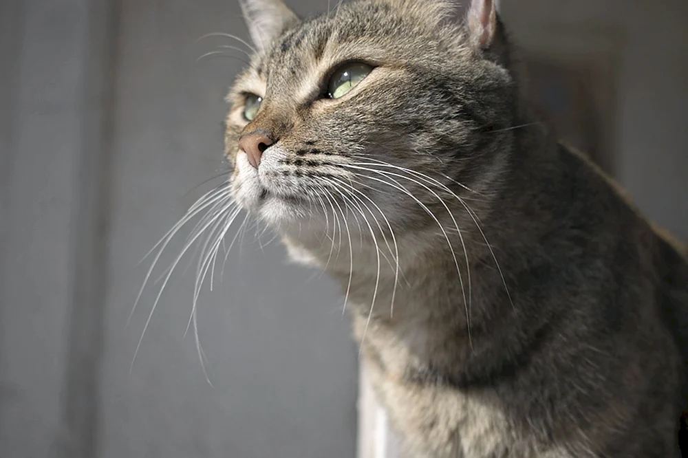 Schlaue Katze