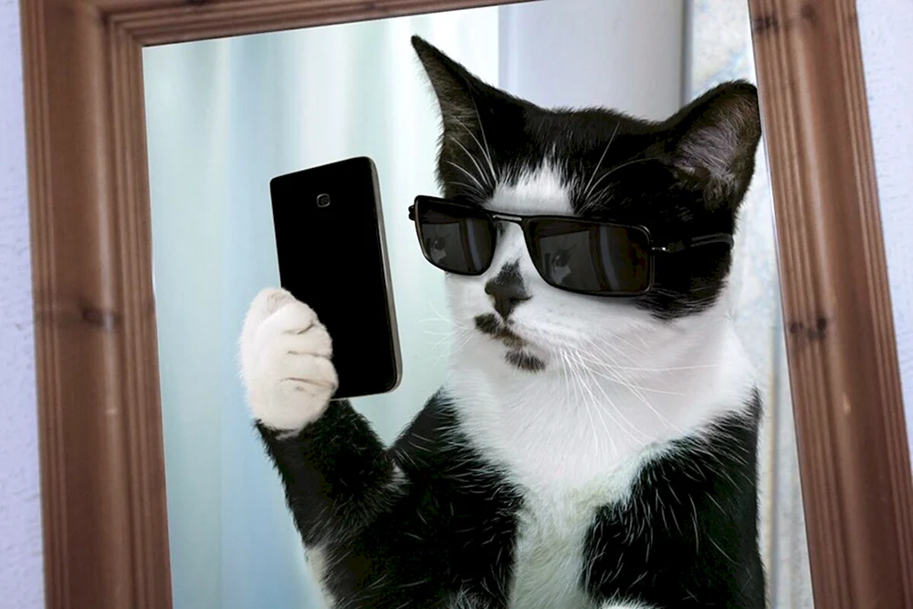 Katze mit iPhone