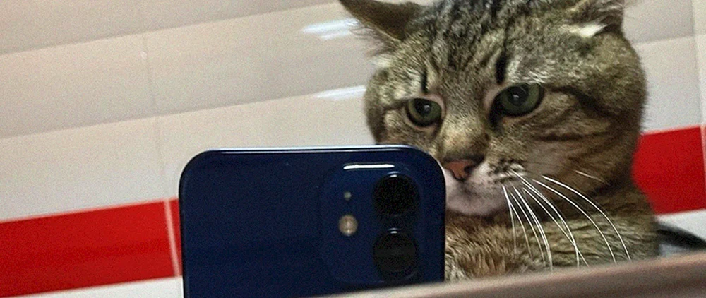 Katze mit Telefon
