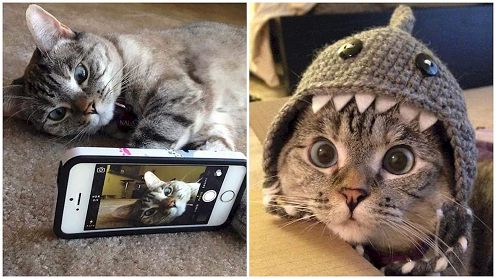Katze mit einer Kamera