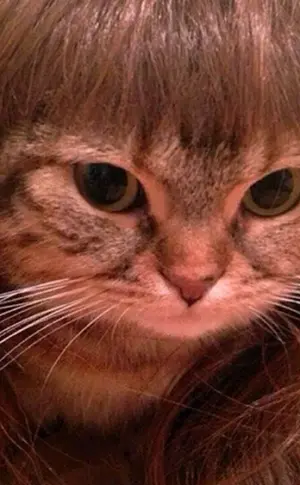 Katze mit Perücke