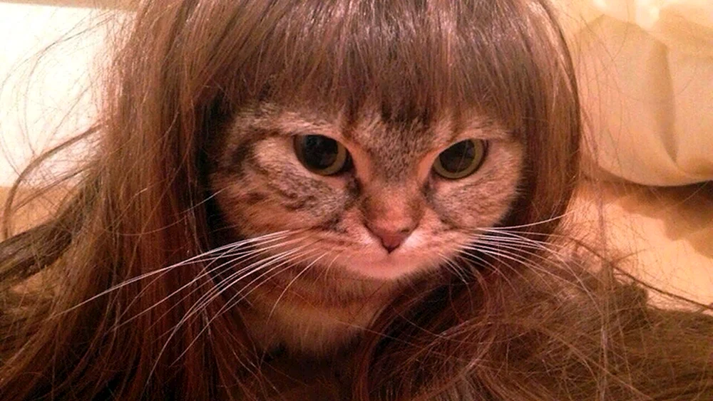 Katze mit Perücke