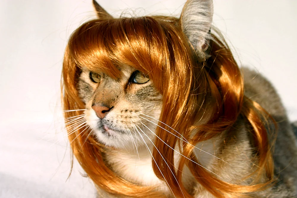 Mädchenkatze