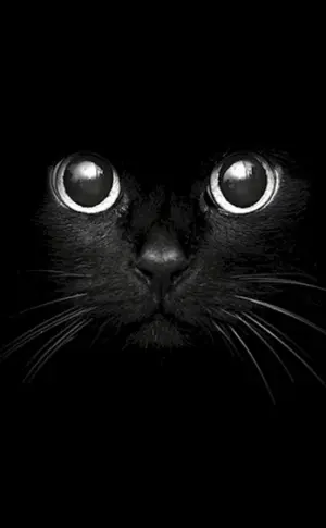 Katze mit schwarzen Augen