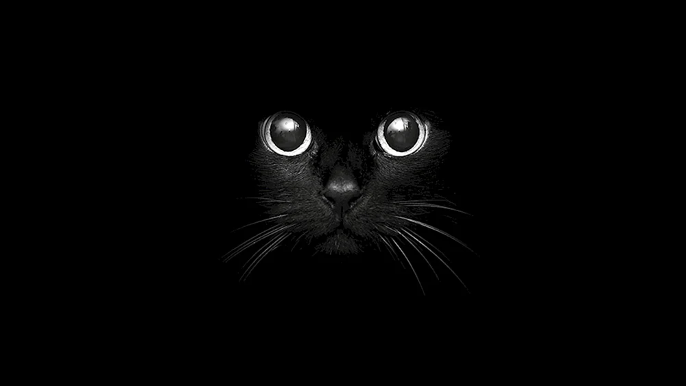 Katze mit schwarzen Augen
